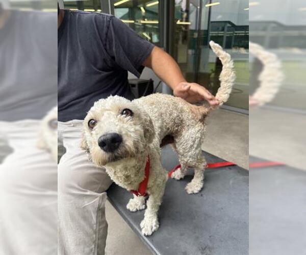 Medium Photo #1 Poodle (Miniature) Puppy For Sale in San Martin, CA, USA