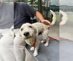 Small Poodle (Miniature)