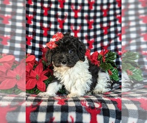 Cock-A-Poo Puppy for sale in NOTTINGHAM, PA, USA