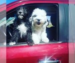 Small Photo #1 Sheepadoodle Puppy For Sale in SAN LUIS, CO, USA