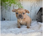Small #4 French Bulldog