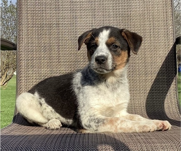 Medium Photo #25 Australian Cattle Dog-Border Collie Mix Puppy For Sale in RICHMOND, MI, USA