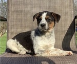Small Photo #25 Australian Cattle Dog-Border Collie Mix Puppy For Sale in RICHMOND, MI, USA
