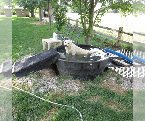 Medium Photo #34 English Cream Golden Retriever Puppy For Sale in NORTHWOOD, OH, USA