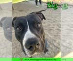 Small #1 American Bulldog Mix