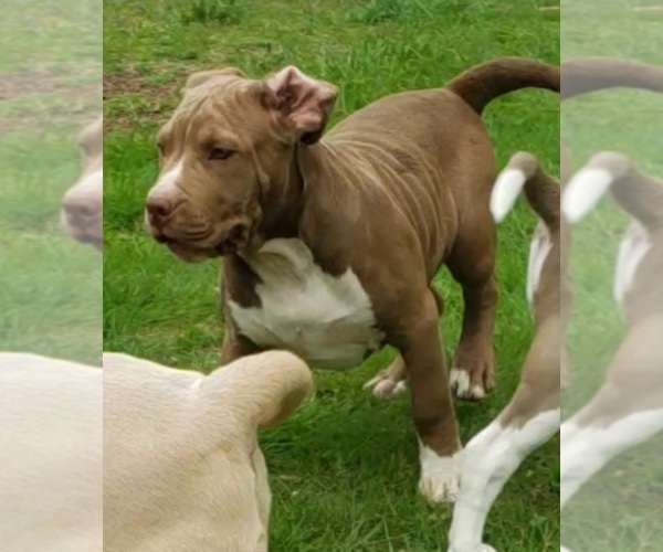 Medium Photo #4 American Bully Puppy For Sale in RISING FAWN, GA, USA