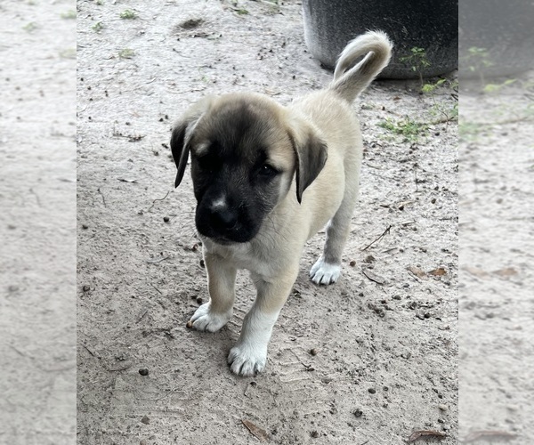 Medium Photo #1 Anatolian Shepherd Puppy For Sale in FORT WHITE, FL, USA