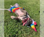 Small #3 American Pit Bull Terrier Mix