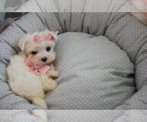 Maltese Puppy for sale in TAMPA, FL, USA