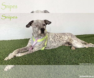 Dalmatian-German Shorthaired Pointer Mix Dogs for adoption in San Diego, CA, USA