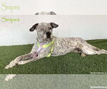 Snipes - Male Dalmatian-German Shorthaired Pointer Mix Dog for Adoption - Small photo