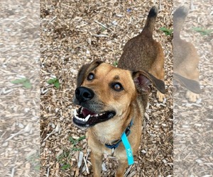 Professor Oak: Not At shelter (Suzanna) - Male Feist Terrier-Unknown Mix Dog for Adoption - Photo #5