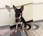 Small German Shepherd Dog