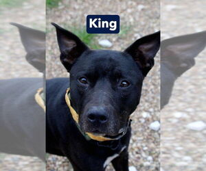 DK- King - Male Mutt Dog for Adoption - Photo #10