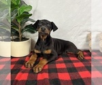 Small #4 Doberman Pinscher