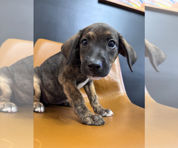 Medium Photo #1 Mutt Puppy For Sale in Greenville, SC, USA