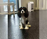 Small #8 Cavalier King Charles Spaniel