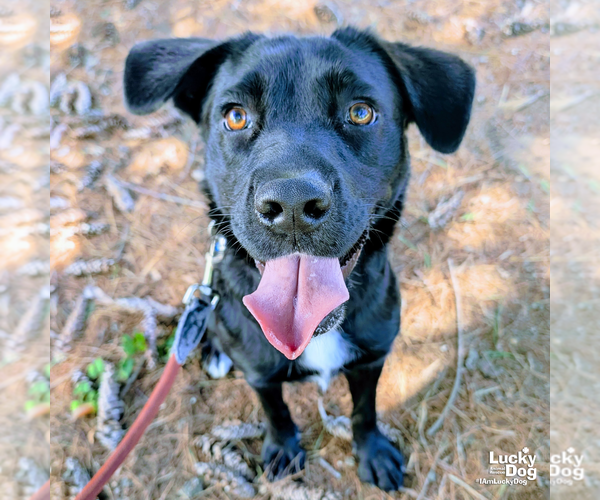 Medium Photo #5 Labrador Retriever-Unknown Mix Puppy For Sale in Washington, DC, USA