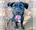 Small #4 Labrador Retriever Mix