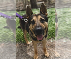 German Shepherd Dog-Unknown Mix Dogs for adoption in Germantown, OH, USA