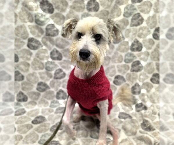 Medium Photo #1 Mutt Puppy For Sale in Long Beach, CA, USA
