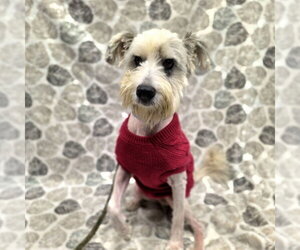 Mutt Dogs for adoption in Long Beach, CA, USA