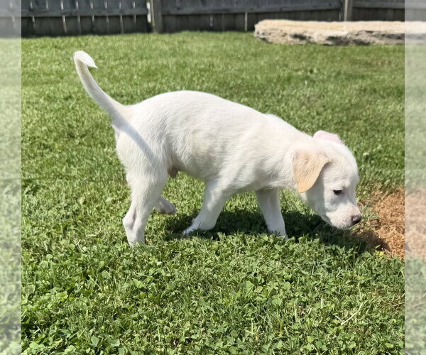 Medium Photo #8 Labbe Puppy For Sale in Aurora, IN, USA