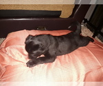 Small Photo #4 Labrador Retriever-Newfoundland Mix Puppy For Sale in CO SPGS, CO, USA