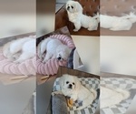 Snickers - Male Pekingese Puppy for Sale - Photo #4