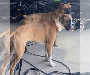 Father of the Boxer puppies born on 02/19/2026