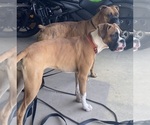 Small Photo #1 Boxer Puppy For Sale in KISSIMMEE, FL, USA