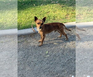 Chiweenie Dogs for adoption in Chandler, AZ, USA