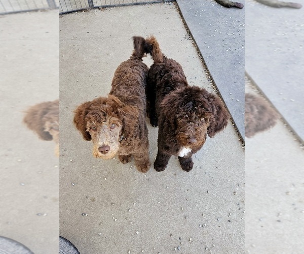 Medium Photo #2 Double Doodle Puppy For Sale in JEDDO, MI, USA