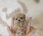 Small Photo #6 Maltipoo Puppy For Sale in Seoul, Seoul, Korea, South