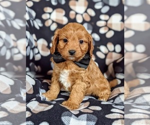 Cavapoo Puppy for sale in RED LION, PA, USA