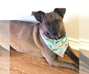 Lucy #great-with-children - Female Holland Shepherd-Labrador Retriever Mix Dog for Adoption - Photo #2