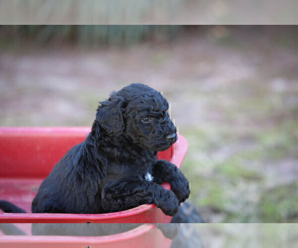 Full screen Photo #8 Pyredoodle Puppy For Sale in EATONTON, GA, USA