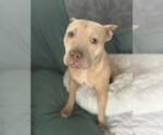 Small #4 Mutt