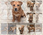 Small #1 Catahoula Leopard Dog Mix