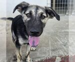 Small #2 Retriever  Mix