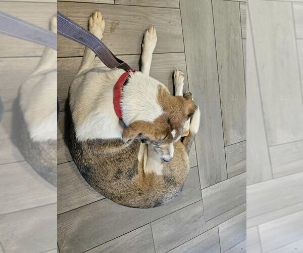 Medium Photo #12 Australian Shepherd-Great Dane Mix Puppy For Sale in Bullard, TX, USA