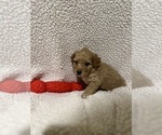 Small #1 Goldendoodle (Miniature)