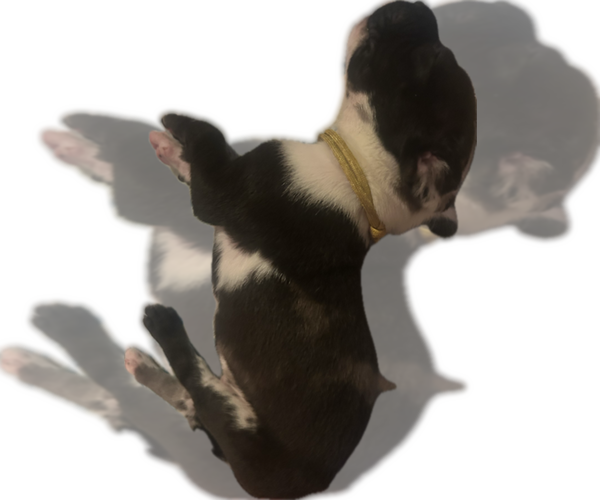 Medium Photo #29 Great Dane Puppy For Sale in WILLIS, TX, USA