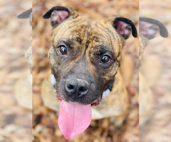 Medium Photo #2 American Staffordshire Terrier-Boxer Mix Puppy For Sale in Social Circle, GA, USA