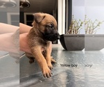 Small Photo #1 Belgian Malinois Puppy For Sale in CHULA VISTA, CA, USA