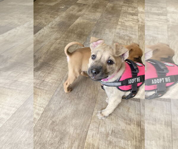 Medium Photo #7 Boxer-Unknown Mix Puppy For Sale in San Diego, CA, USA