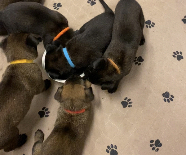 Medium Photo #9 Belgian Malinois Puppy For Sale in LABADIE, MO, USA