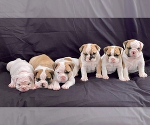 English Bulldog Puppy for sale in LINDALE, TX, USA