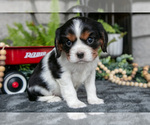 Puppy Krissy Cavalier King Charles Spaniel