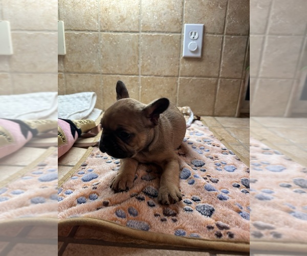Medium Photo #20 American Bullnese-French Bulldog Mix Puppy For Sale in DISCOVERY BAY, CA, USA